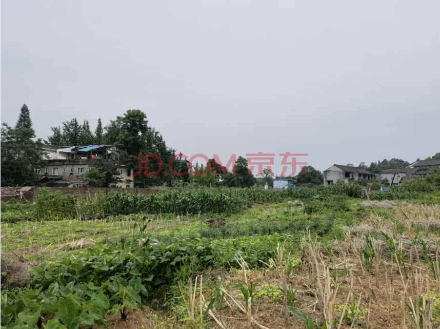 ▲地块现状：被周边村民捡种