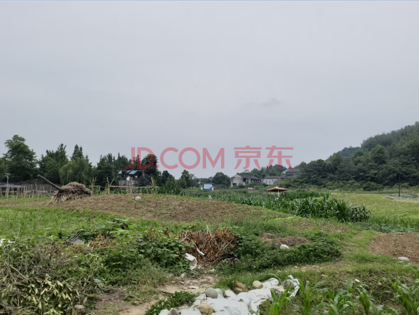 ▲地块现状：被周边村民捡种